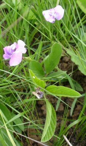 Vigna vexillata